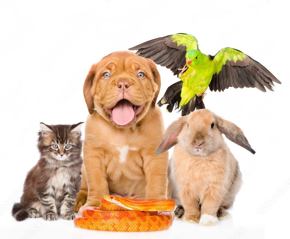 petspics_nl.jpg