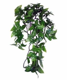 KOMODO PHILODENDRON PLANT 30 CMÂ KOMODO PHILODENDRON PLANT 30 CMÂ