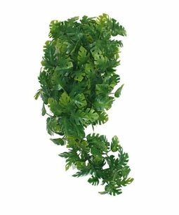 KOMODO PLANT SPLIT PHILODENDRON 30 CMÂ KOMODO PLANT SPLIT PHILODENDRON 30 CMÂ
